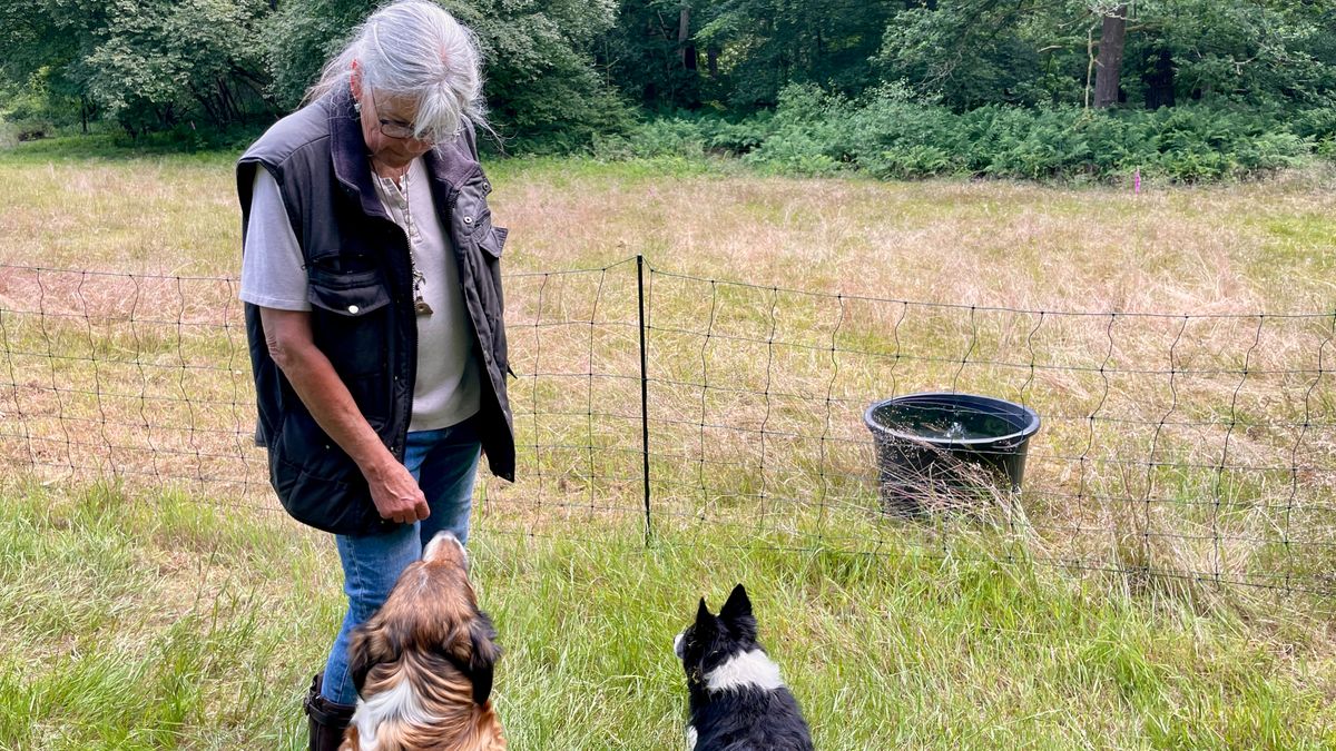 Schaapsherder over vermiste kudde: “Eigenlijk hoop ik dat ze zelf de benen hebben genomen”