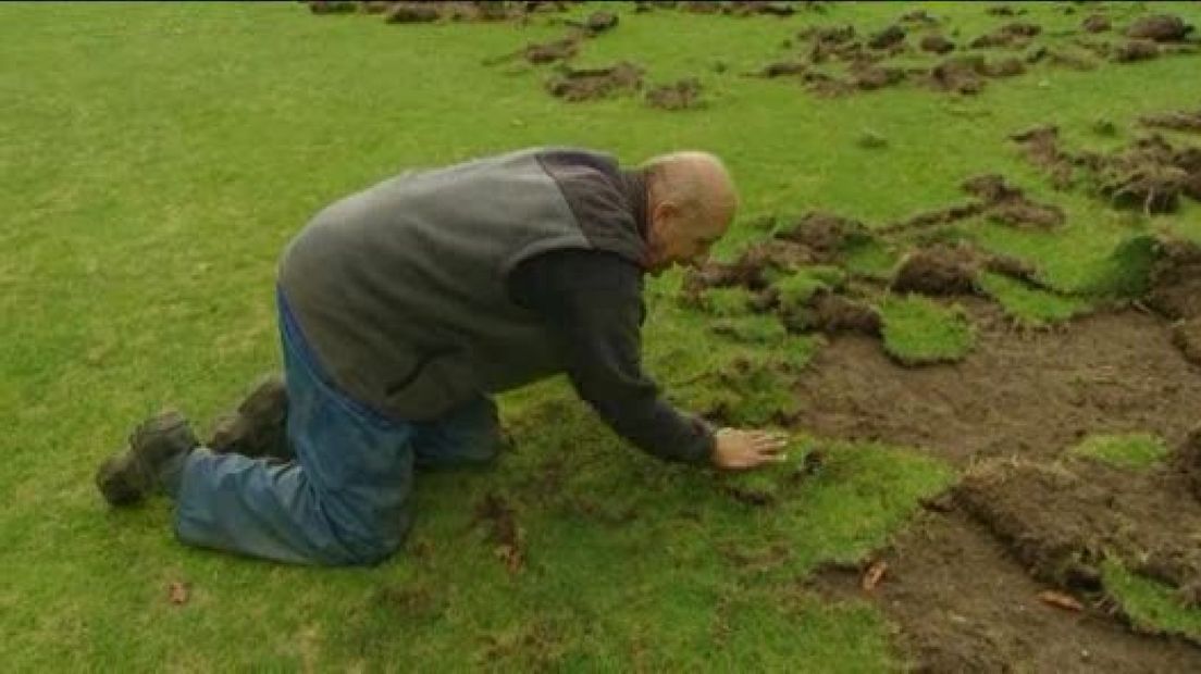 Wilde zwijnen vernielen golfbaan