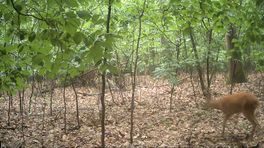 Reeën voor de wildcamera