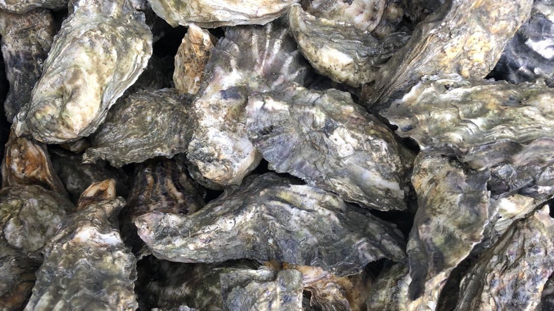 De Geertsema's brachten al 90.000 kilo oesters aan wal