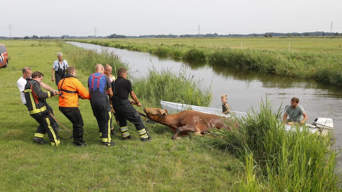 Brandweerlieden trekken de koe uit het water