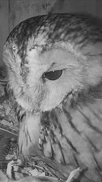 Bosuil legt eerste ei