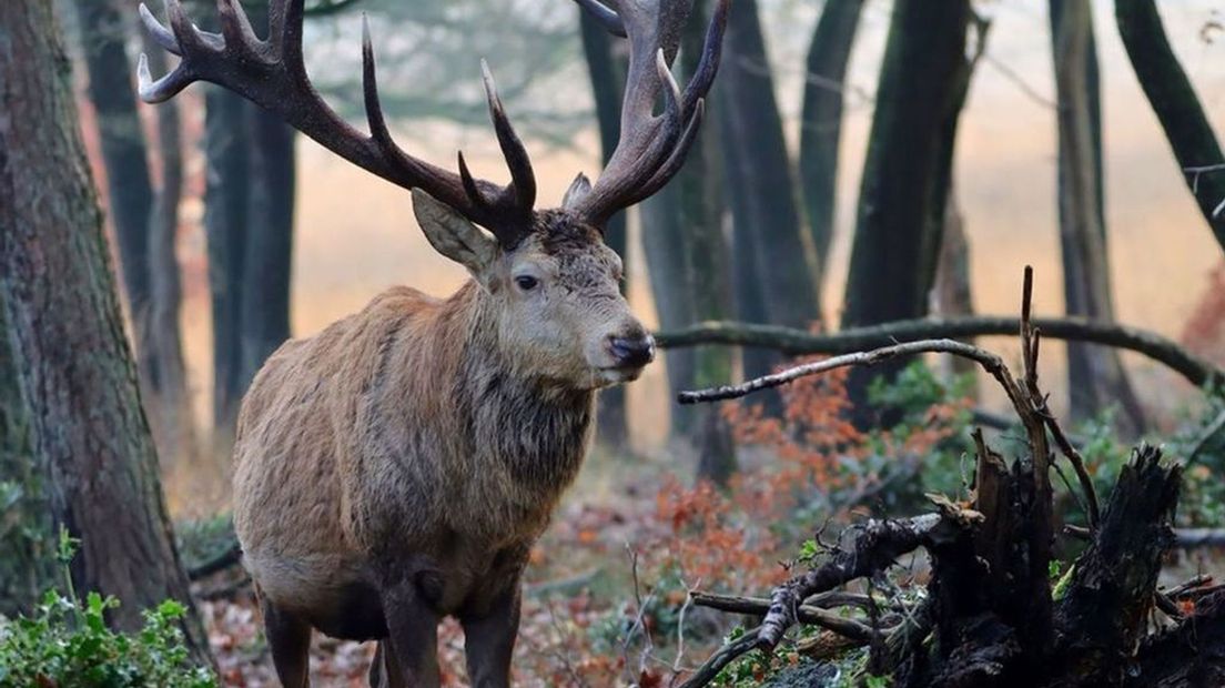 Het beroemde edelhert Hubertus is niet meer.