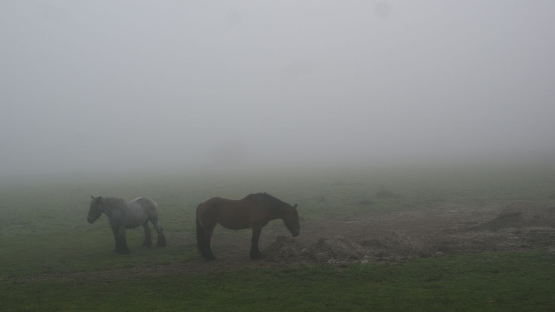 In 's-Heerenhoek was het gisteren ook mistig.