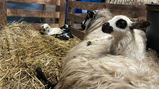 Aanpoten bij de schaapskuddes, lammertijd weer begonnen