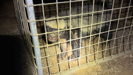 Exotische en beschermde dieren gevonden in woning Beekdaelen: bewoner aangehouden. Home