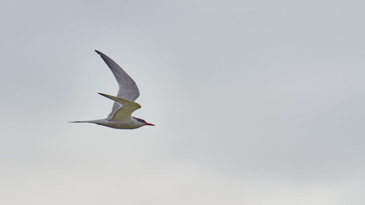 Vogelwacht Sint Johannesga-Rotsterhaule op zoek naar visdiefjes