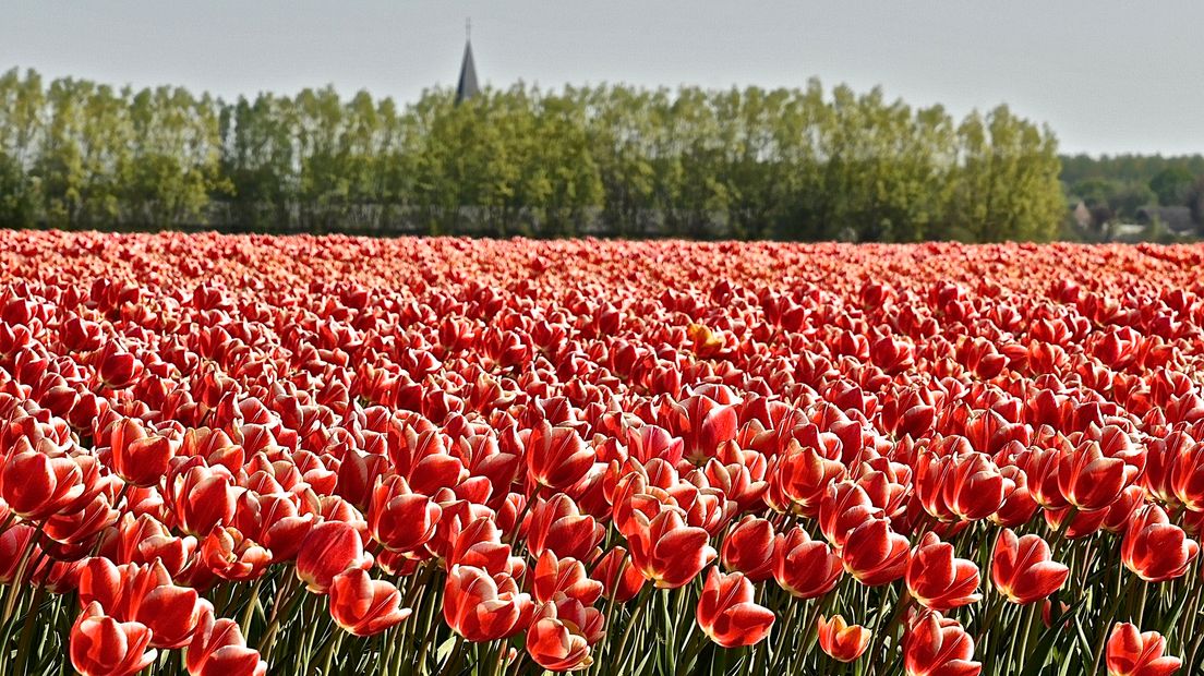 Tulpenveld in Heikant