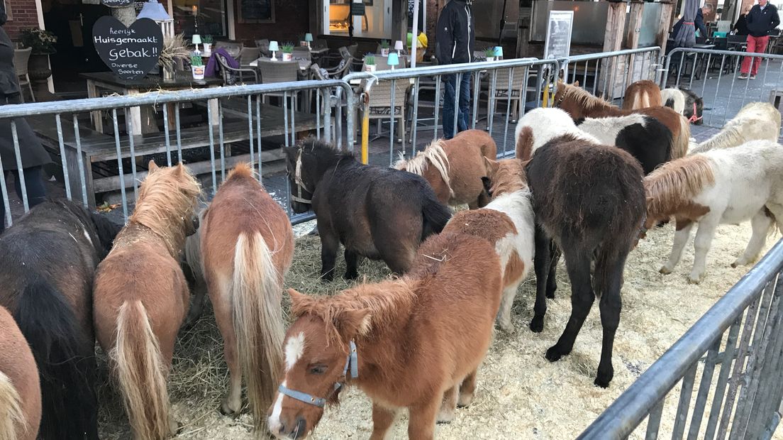 Pony's op de Rodermarkt (foto; Aaldert Oosterhuis/RTV Drenthe)