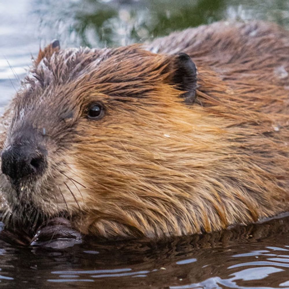 Flow device in water to manage beaver dam impact