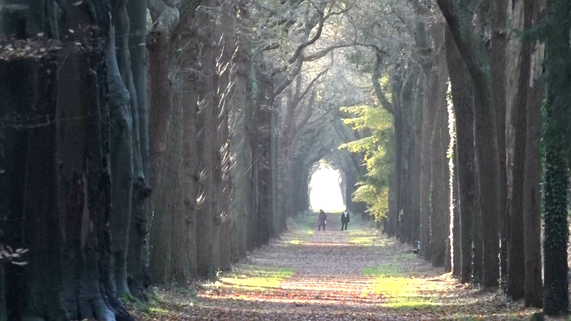 Een wandeling in Oranjewoud