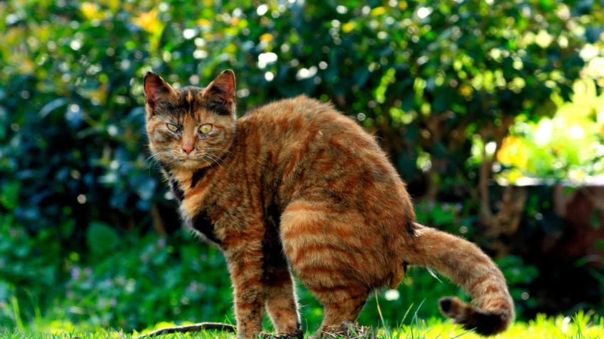 Castenray wil vallen tegen zwerfkatten