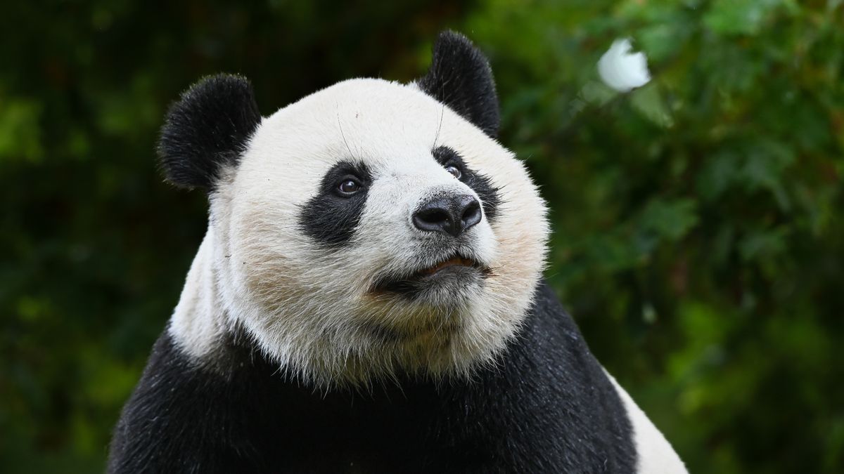 Op eigen pootjes: pandajong Lang Yue verruilt Rhenen voor China