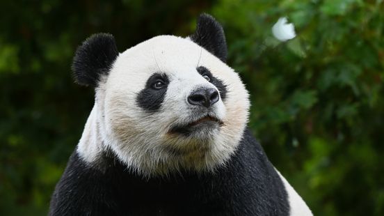 Op eigen pootjes: pandajong Lang Yue verruilt Rhenen voor China Home
