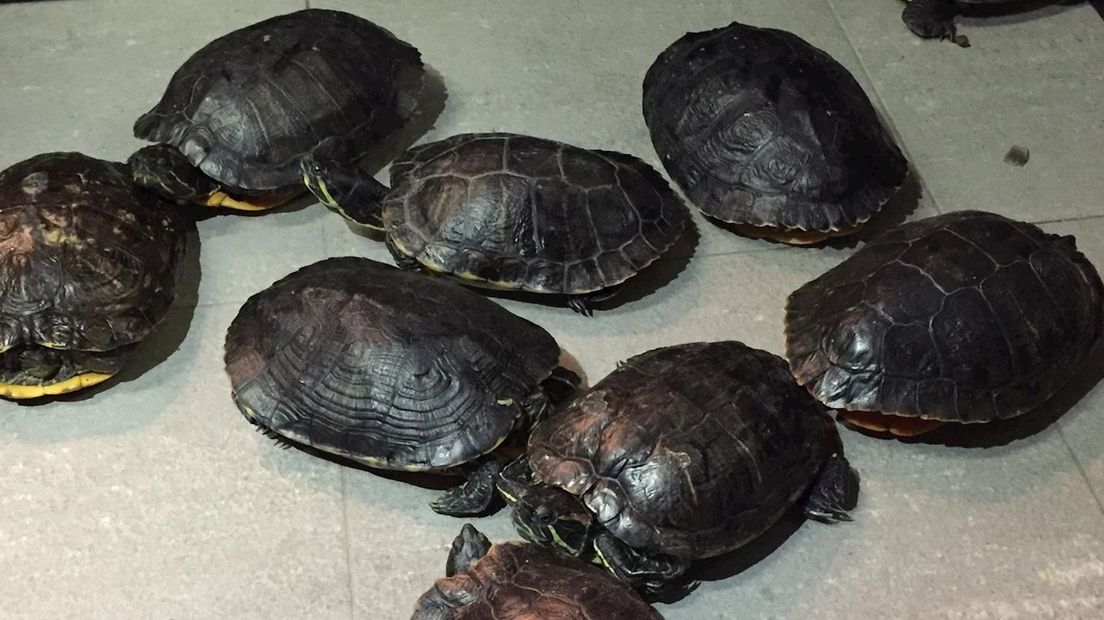 Onderdak voor schildpadden gezocht