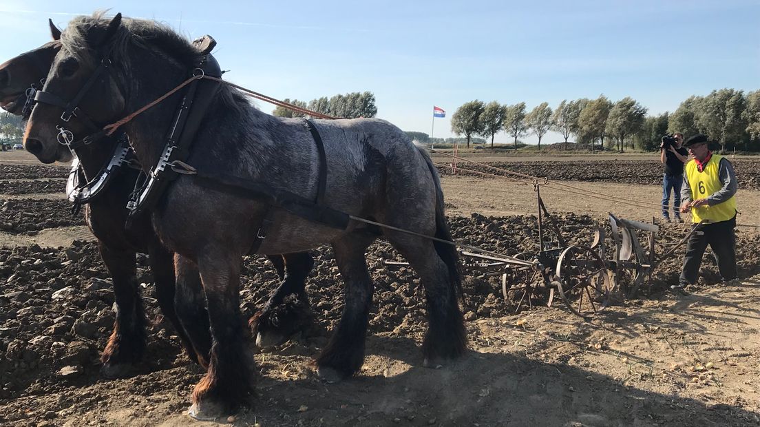 Ploegen zoals het vroeger ging in Hoofdplaat