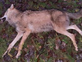 Afrastering langs provinciale weg Leusden na aanrijdingen met wolf en reeën: 'Dit is een hotspot'