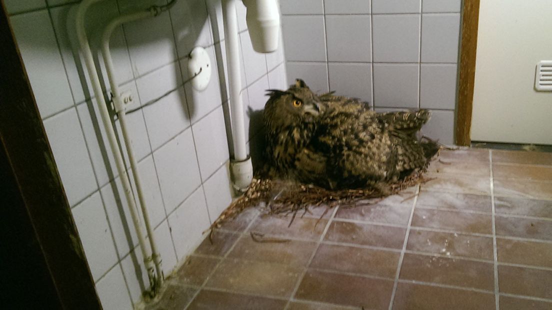 Eagle uil broedt in badkamer