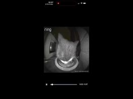 Kat Floki eet voor de deurbelcamera rustig van de tonijn die voor hem is neergelegd