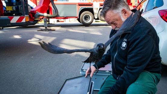 112 Nieuws: Brandweer bevrijdt vogels van balkon studentenwoning Zwolle | Motorrijder gewond bij ongeval Almelo. 112 Nieuws: Brandweer bevrijdt vogels van balkon studentenwoning Zwolle | Motorrijder gewond bij ongeval Almelo.