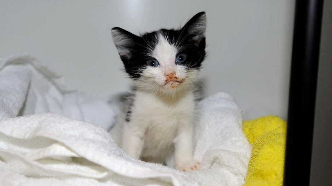 Gedumpte kittens in de 3e Louise de Colignystraat 