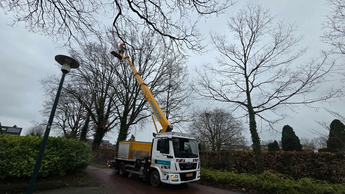 Gemeente Tynaarlo doet preventief werk tegen roekenoverlast in Eelde
