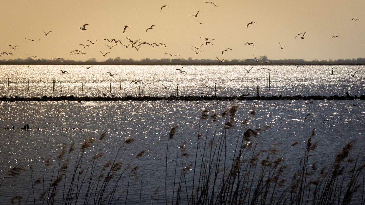 Groningen stort geen bagger meer in Lauwersmeer: 