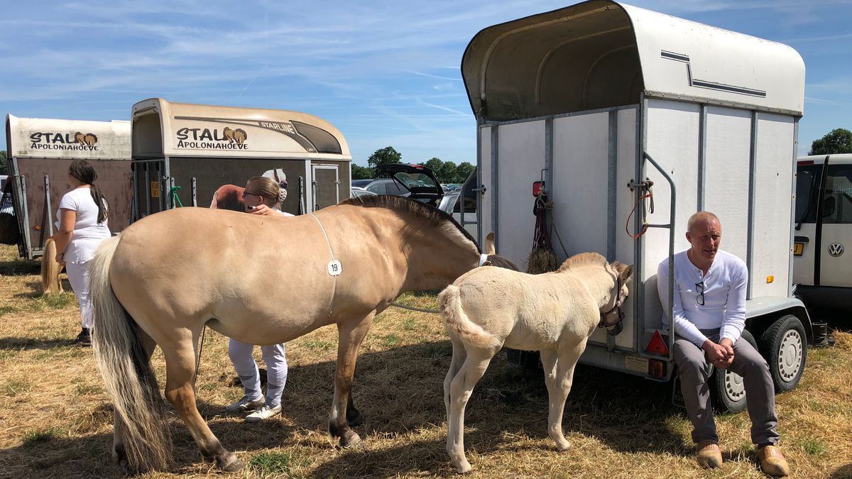 Zo'n 300 paarden in de ring op Zeeuwse Dag van het Paard