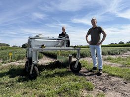 Geen grote spuit, maar uv-licht als bestrijdingsmiddel: nieuwe proef in de lelieteelt