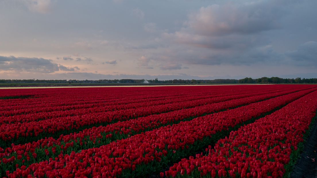 Tulpenpracht bij Nacht