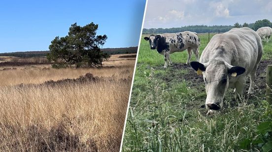 Nieuwe stikstofgrens geeft boeren lucht, maar dat is niet zonder risico’s
