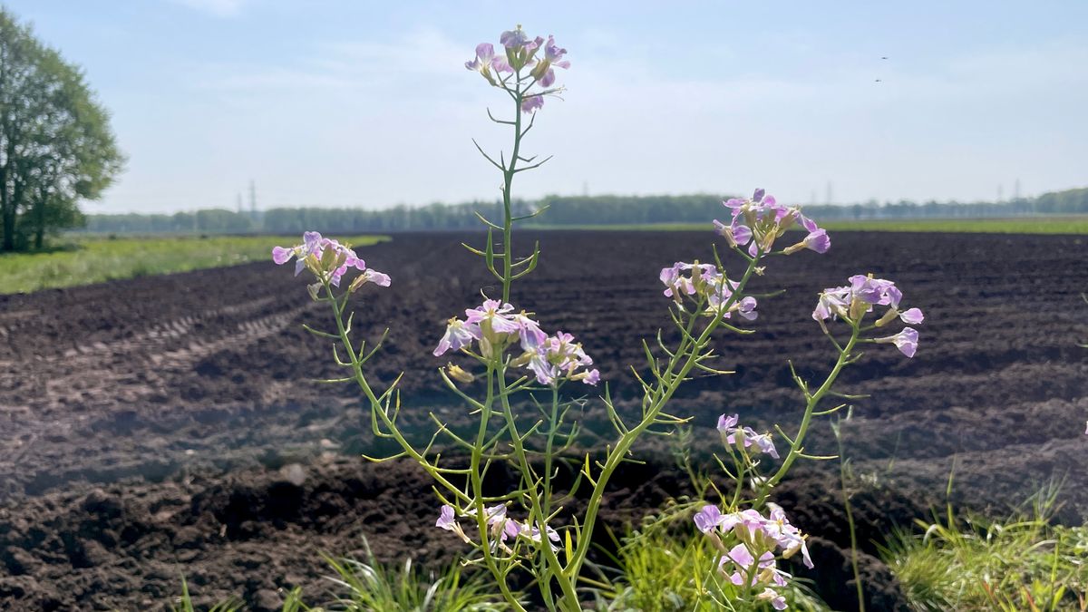 Bloemrijke akkerranden toch geen paradijs voor insecten