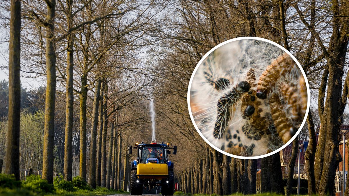 Dalfsen genoemd als hotspot voor eikenprocessierups, maar is dat wel echt zo?