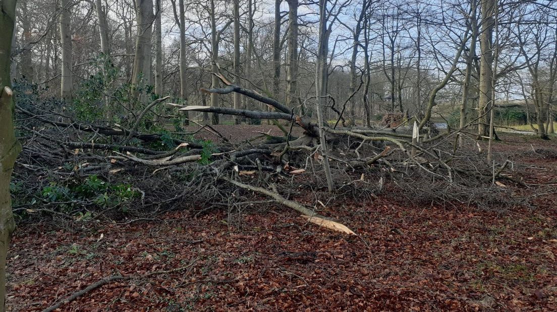 Stoarmskea yn de bosken fan súdeast-Fryslân