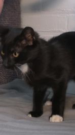 Machinist adopteert kitten
