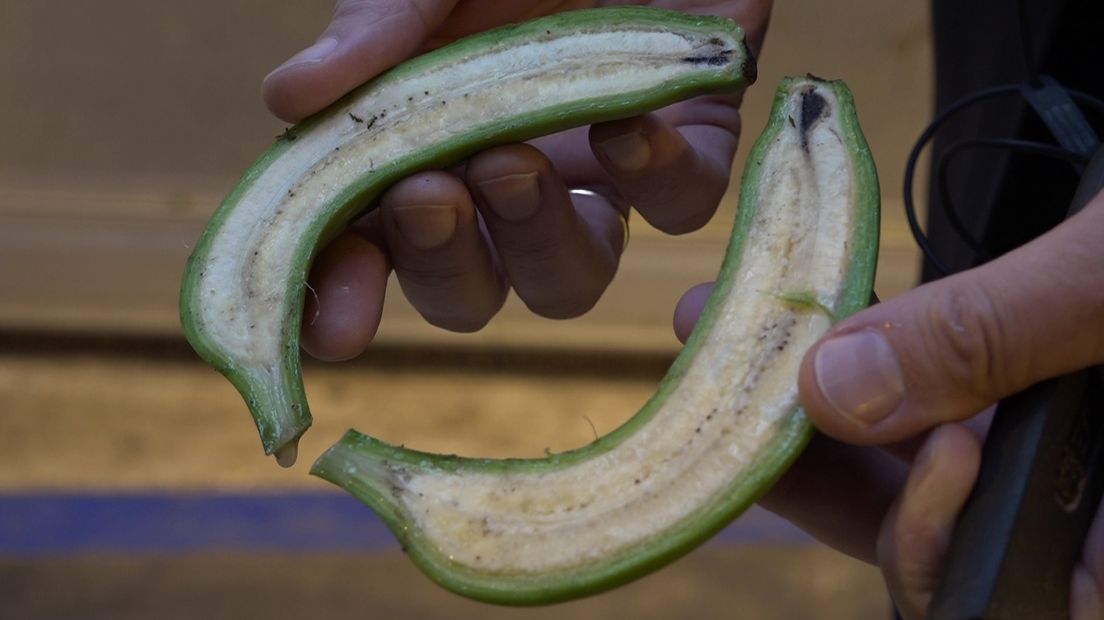 De Wageningen Universiteit heeft een primeur. Voor het eerst is er in Nederland een tros bananen gekweekt zonder dat de plant in de grond staat. De bananenplant groeide op steenwol en dat kan mogelijk de redding van de banaan betekenen.