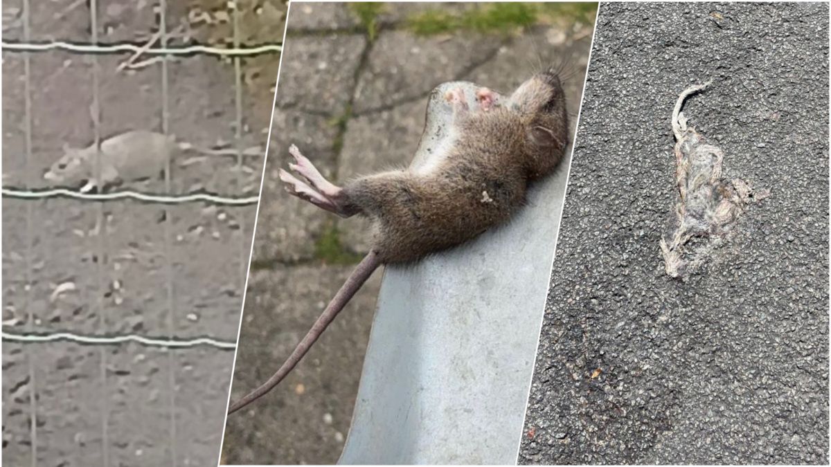Ratten hebben vrij spel in Hengelo, maar is er verband met het afval op straat?