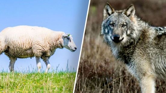 Provincie doet niets aan schapen in lokkooi voor vangen wolf
