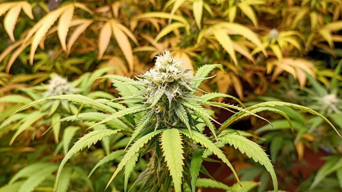 Bewoner krijgt ongelijk: sluiting drugswoning terecht