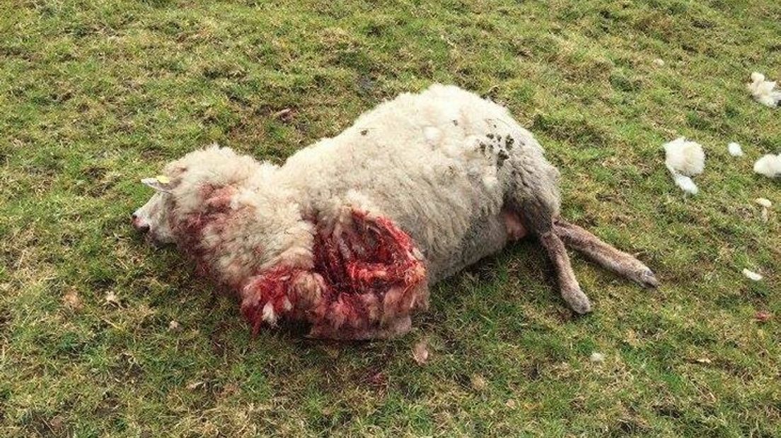 Dit is het werk van een wolf, denkt De Bruin (foto via Jos de Bruin)