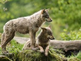 Weerstand tegen de wolf groeit met de leeftijd en wat nog meer opvalt aan de resultaten uit het Kieskompas