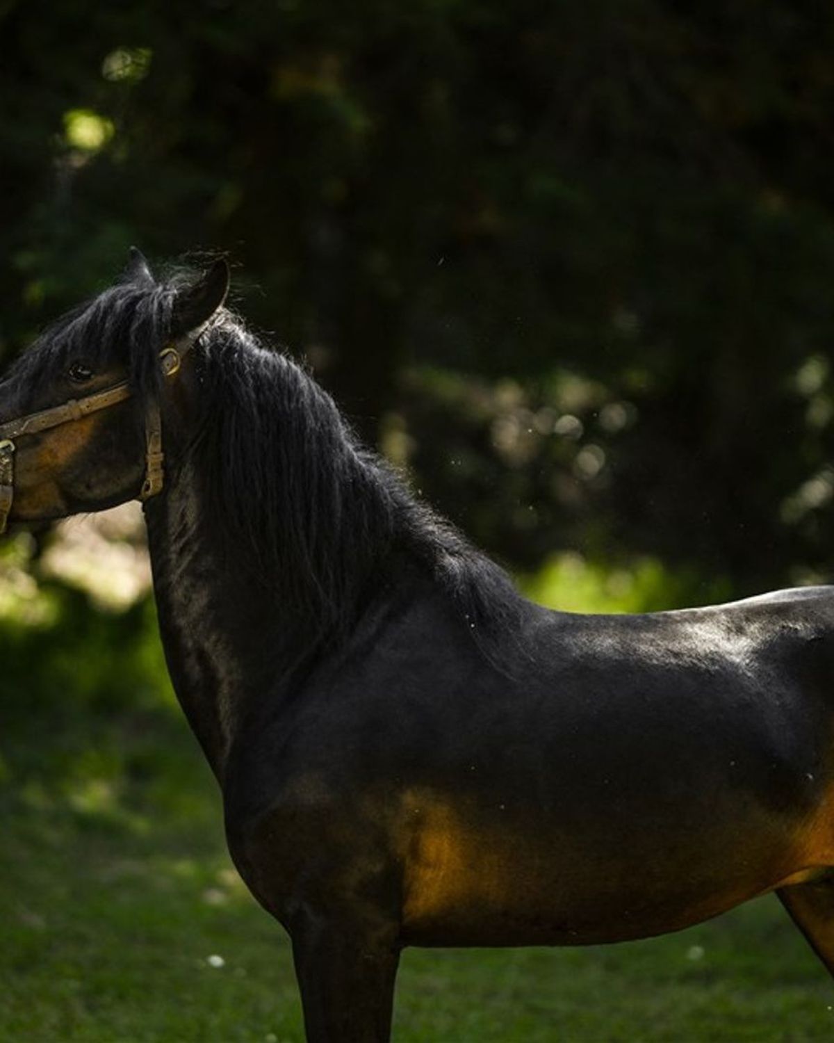 Olstenaar (30) onderdrukt pedofiele gedachten en vergrijpt zich aan pony -  RTV Oost