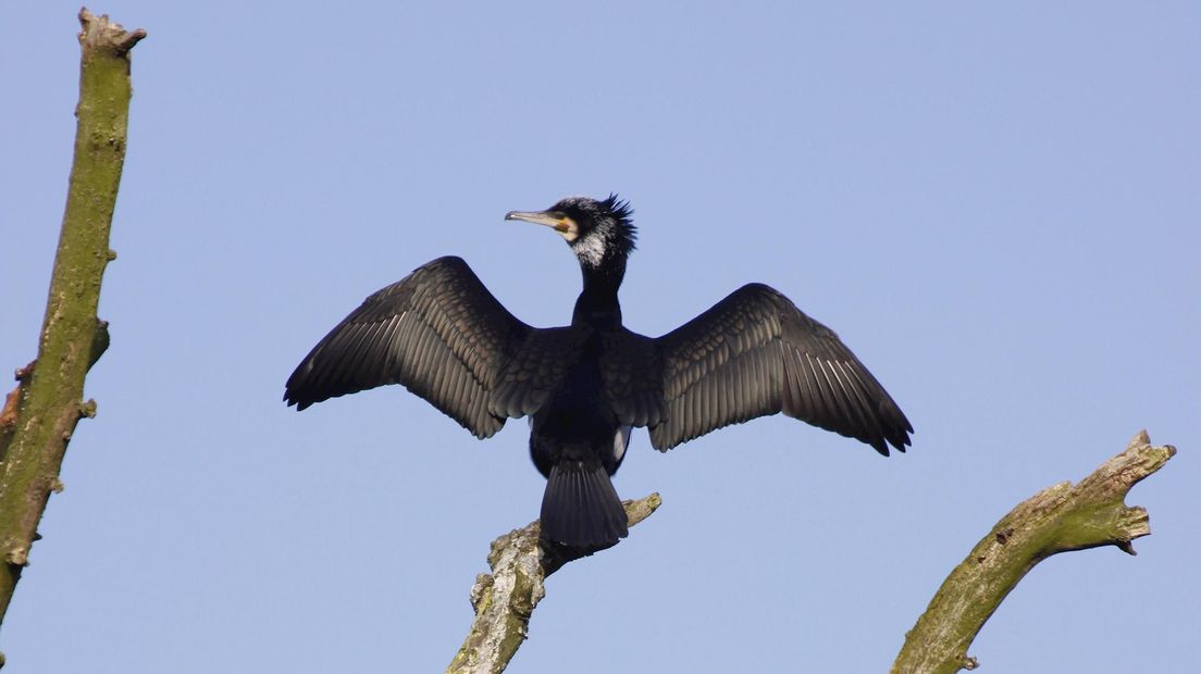 Aalscholver in De Wieden
