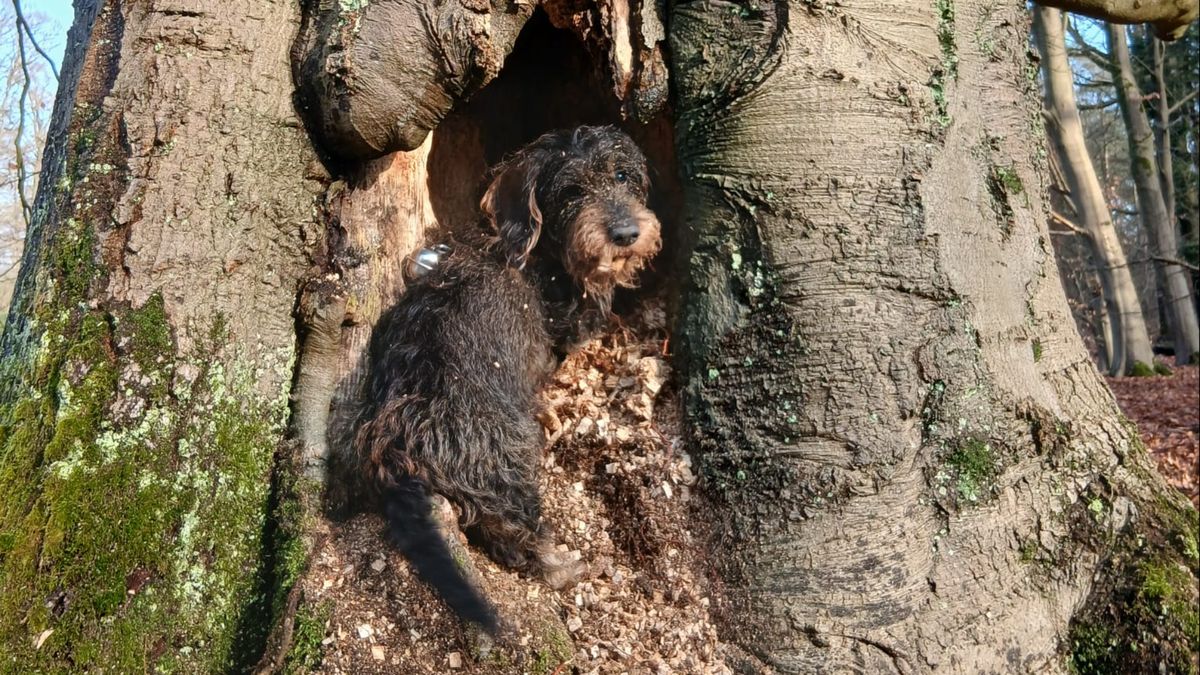 Baasje boos nadat quadbestuurder hond Jody doodrijdt: 'Wie doet dat nou?'