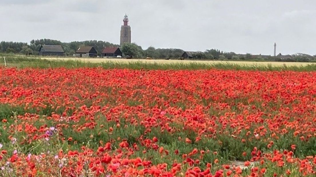 Drakenkop en meisjesogen; de toeristen stoppen er voor