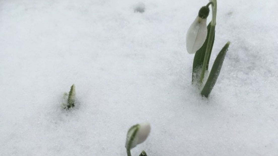 Sneeuwklokjes in Dalen