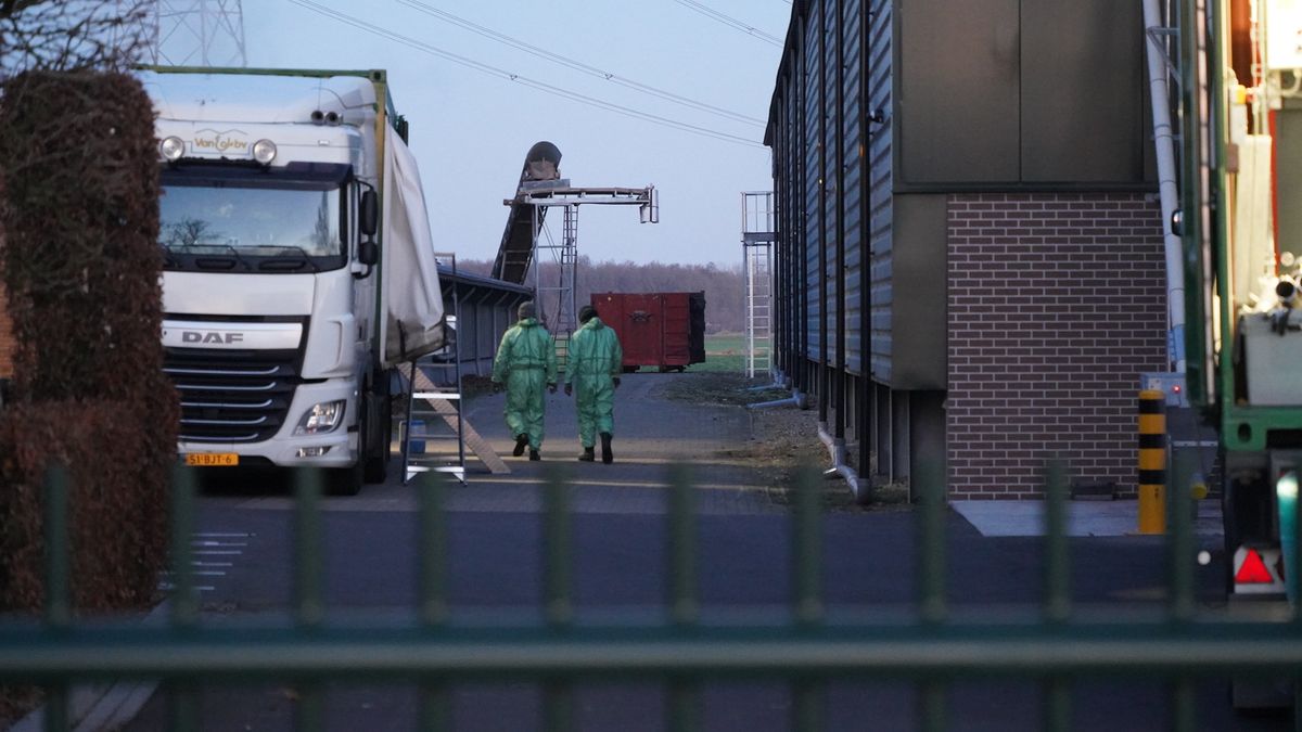 Vogelgriep treft Limburg opnieuw: 99.000 kippen geruimd