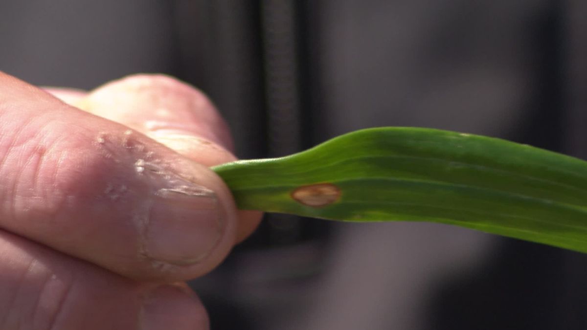 Test in Hijken met uv-licht op lelies tegen schimmel