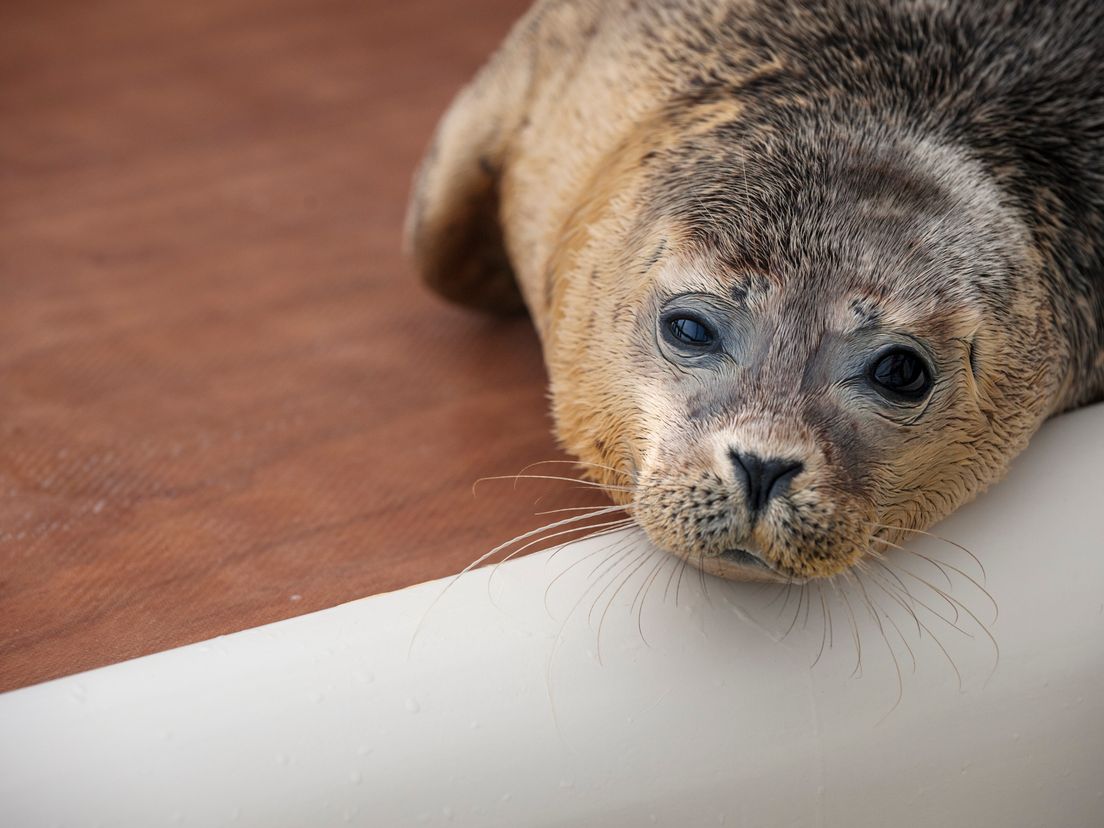 Een zeehond in A Seal.