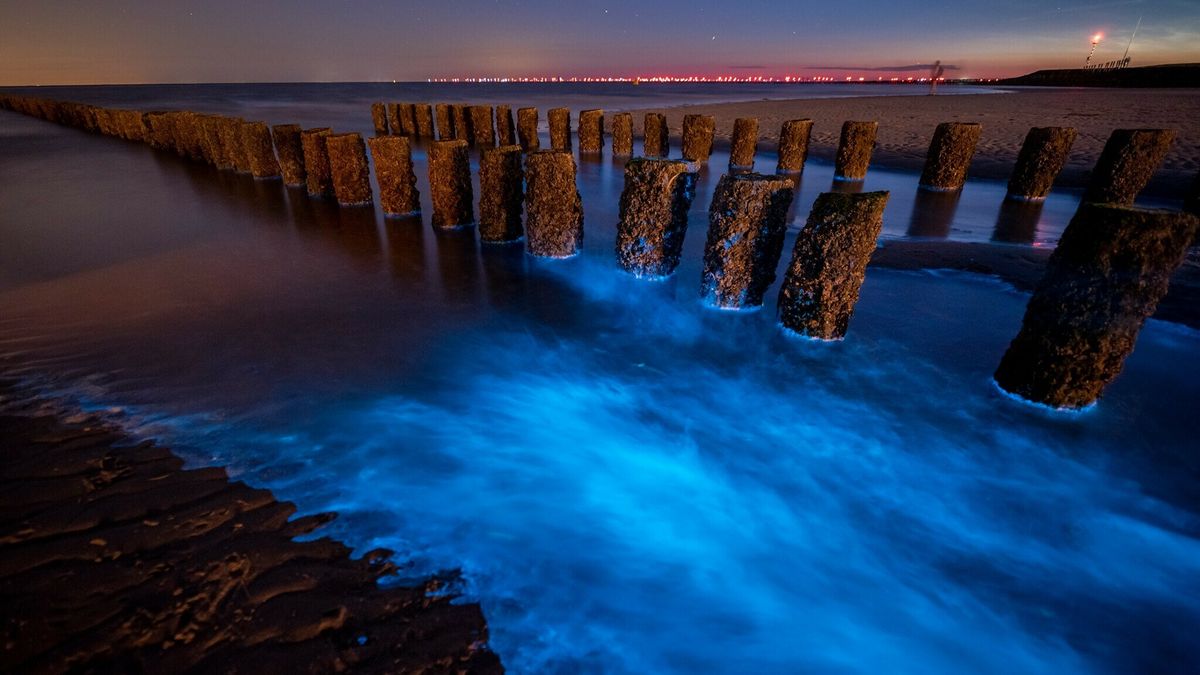 Zeevonkspotters opgelet: zo maak je de beste kans om van de zomer deze lichtgevende alg te zien